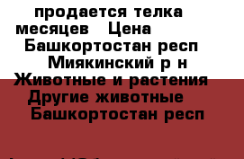 продается телка 10 месяцев › Цена ­ 25 000 - Башкортостан респ., Миякинский р-н Животные и растения » Другие животные   . Башкортостан респ.